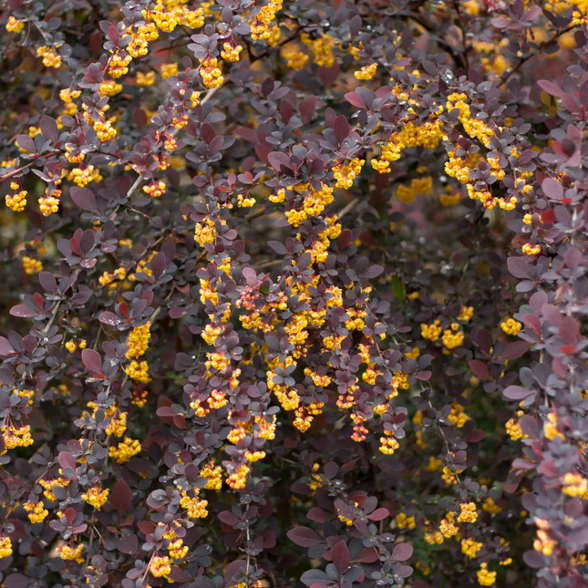 Berberis ottawensis 'Superba' - Zuurbes