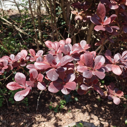 Berberis ottawensis 'Superba' - Zuurbes