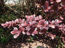 Afbeelding in Gallery-weergave laden, Berberis ottawensis &#39;Superba&#39; - Zuurbes
