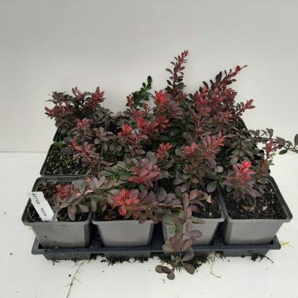 Berberis thunbergii 'Atropurpurea Nana'  - Zuurbeshaag
