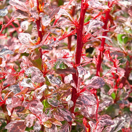 Berberis thunbergii 'Harlequin' - Zuurbes