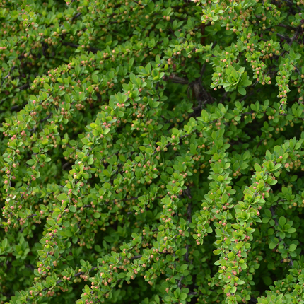 Berberis thunbergii 'Green Carpet' - Zuurbes