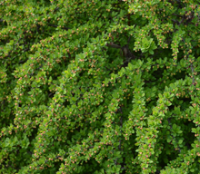 Afbeelding in Gallery-weergave laden, Berberis thunbergii &#39;Green Carpet&#39; - Zuurbes

