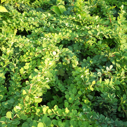 Berberis thunbergii 'Green Carpet' - Zuurbes
