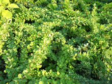 Afbeelding in Gallery-weergave laden, Berberis thunbergii &#39;Green Carpet&#39; - Zuurbes
