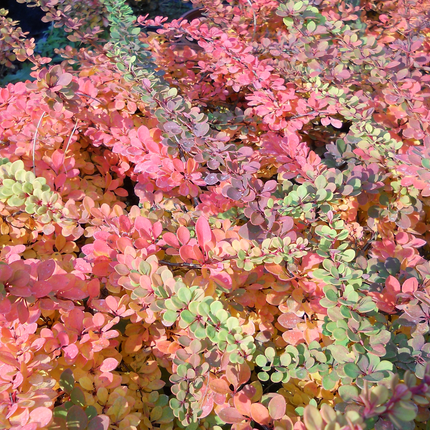 Berberis thunbergii 'Green Carpet' - Zuurbes
