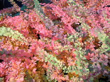 Afbeelding in Gallery-weergave laden, Berberis thunbergii &#39;Green Carpet&#39; - Zuurbes
