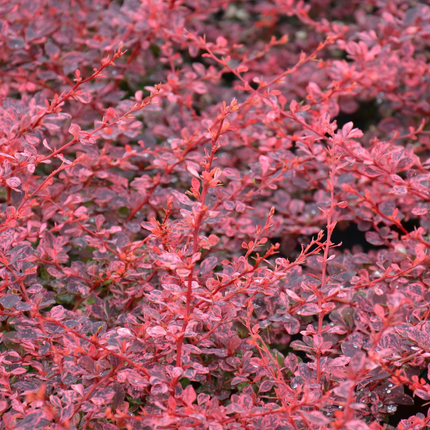 Berberis thunbergii 'Harlequin' - Zuurbes