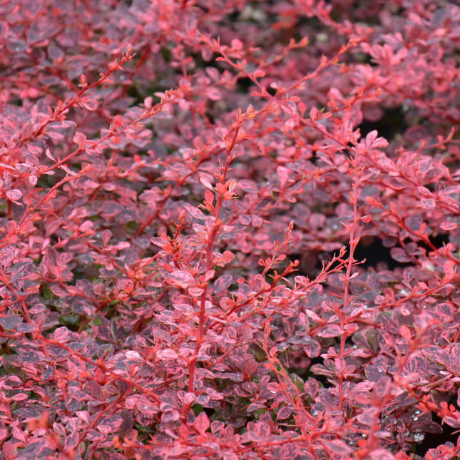 Berberis thunbergii 'Harlequin' - Zuurbes