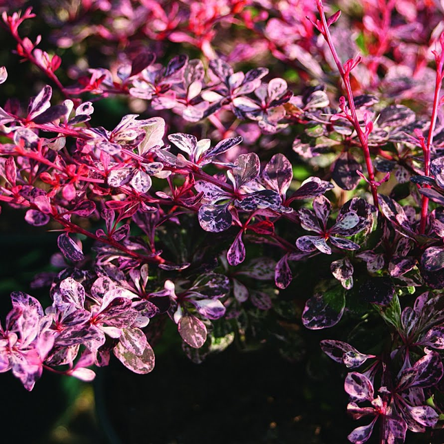 Berberis thunbergii 'Harlequin' - Zuurbes