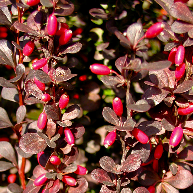 Berberis thunbergii 'Helmond Pillar' - Zuurbes
