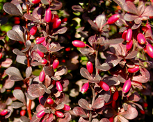 Afbeelding in Gallery-weergave laden, Berberis thunbergii &#39;Helmond Pillar&#39; - Zuurbes

