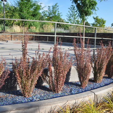 Berberis thunbergii 'Helmond Pillar' - Zuurbes