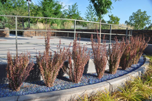 Afbeelding in Gallery-weergave laden, Berberis thunbergii &#39;Helmond Pillar&#39; - Zuurbes
