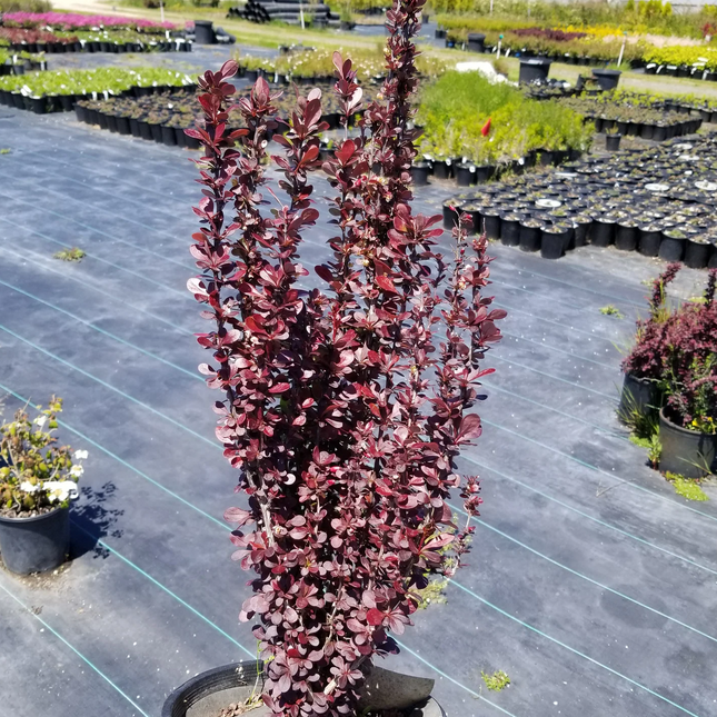 Berberis thunbergii 'Helmond Pillar' - Zuurbes