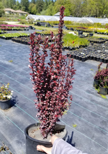Afbeelding in Gallery-weergave laden, Berberis thunbergii &#39;Helmond Pillar&#39; - Zuurbes
