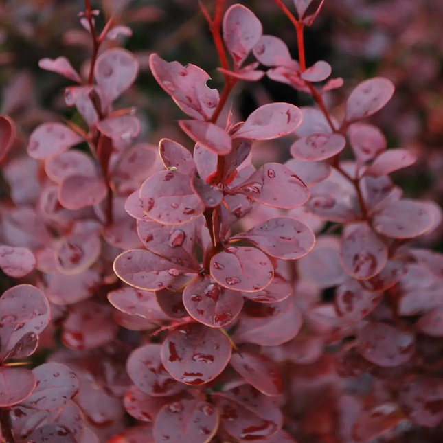 Berberis thunbergii 'Red Pillar' - Zuurbes