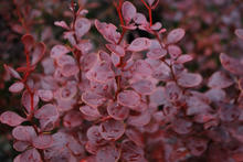 Afbeelding in Gallery-weergave laden, Berberis thunbergii &#39;Red Pillar&#39; - Zuurbes
