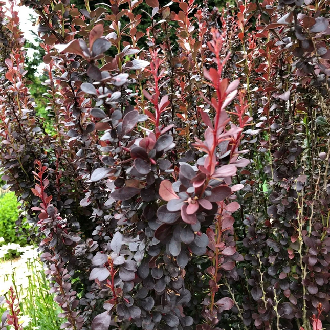 Berberis thunbergii 'Red Pillar' - Zuurbes