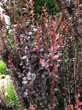 Afbeelding in Gallery-weergave laden, Berberis thunbergii &#39;Red Pillar&#39; - Zuurbes
