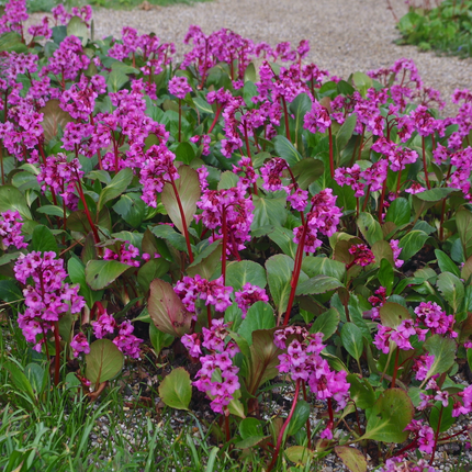 Bergenia cordifolia - Schoenlappersplant - Pakket van 10 stuks