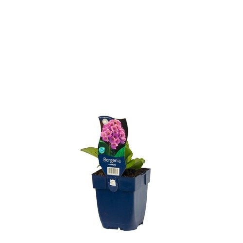 Bergenia cordifolia - Schoenlappersplant