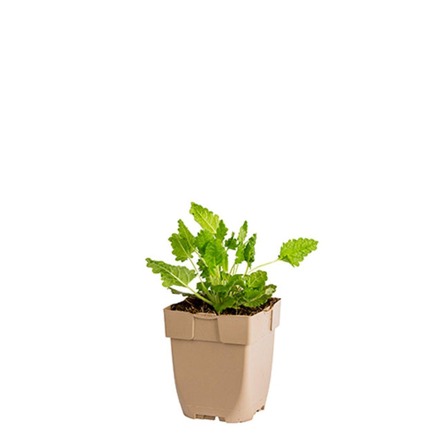 Betonica officinalis - Betonie