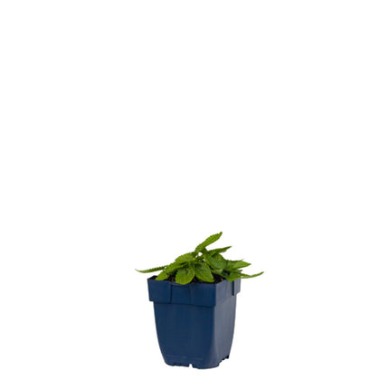 Betonica officinalis 'Hummelo' - Betonie