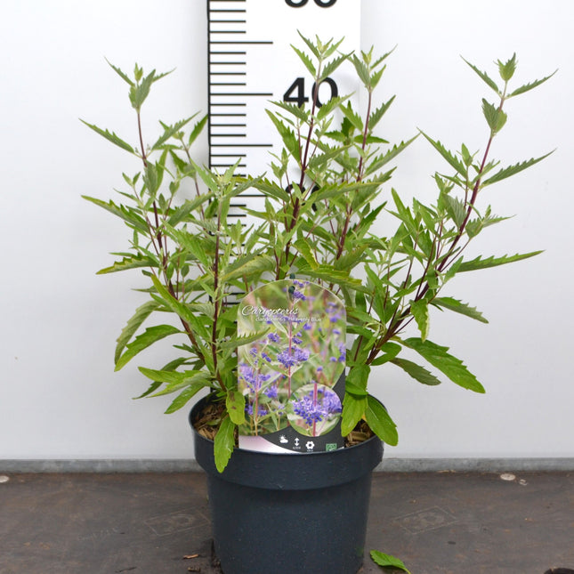 Caryopteris  clandonensis 'Heavenly Blue' - Blauwbaard