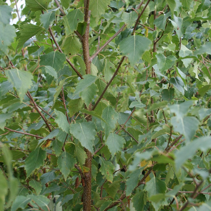 Betula pendula - Ruwe Berkenhaag groen blad
