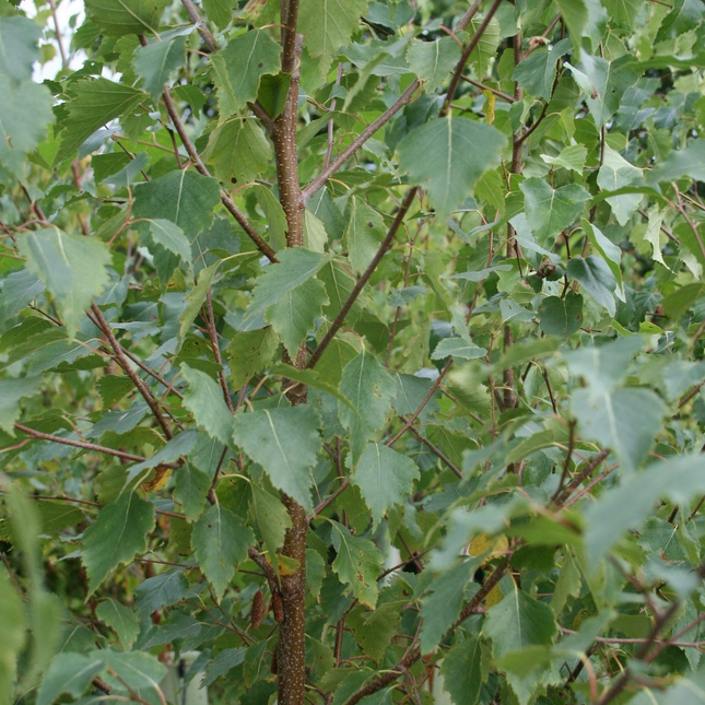Betula pendula - Ruwe Berkenhaag groen blad
