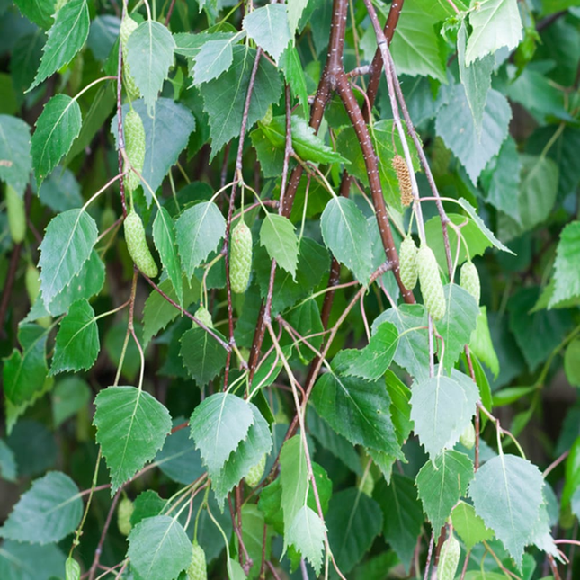 Betula pendula - Ruwe Berkenhaag groen blad hangend