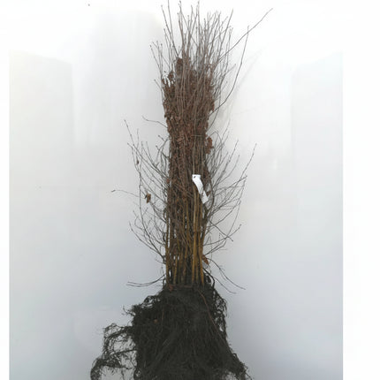 Een bos van jonge Betula pendula (ruwe berken) in blote wortel, met slanke, rechte stammen en kale takken, geschikt voor aanplant als haag