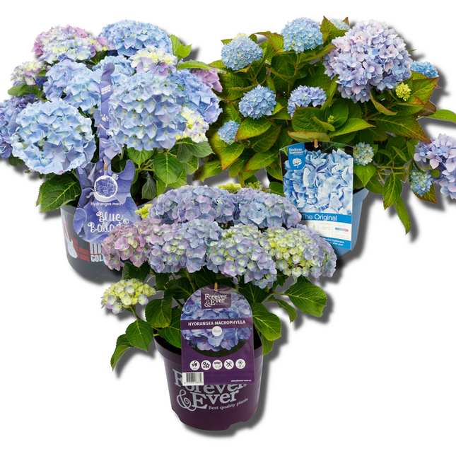 Blauwe Hortensia's - Pakket voor 1 vierkantemeter