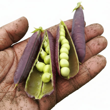 Blauwschokkers bonen - Kapucijners