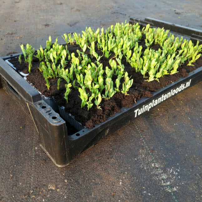 Blauwschokkers bonen in krat Tuinplantenloods.nl op kwekerij