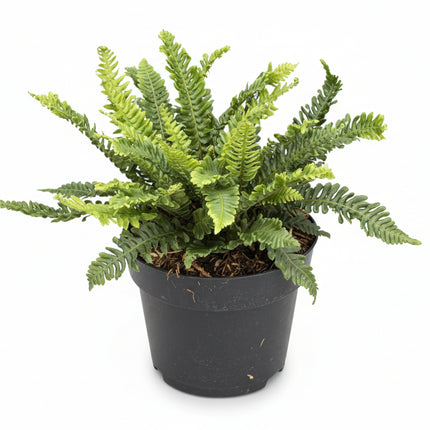 Blechnum spicant Dubbelloof Varen in pot