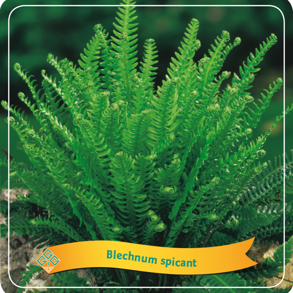 Blechnum spicant - Dubbelloof Varen