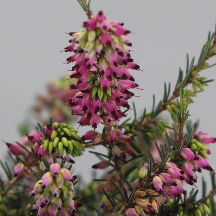 Erica darl. 'Kramer's Rote' - Winterheide Donkerroze / Rood