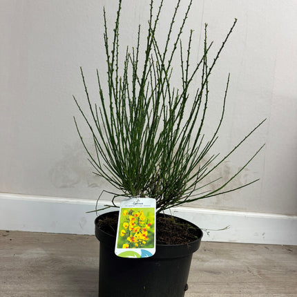 Cytisus (Scoparius Group) 'Jessica' - Brem