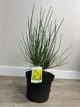 Afbeelding in Gallery-weergave laden, Cytisus (Scoparius Group) &#39;Jessica&#39;
