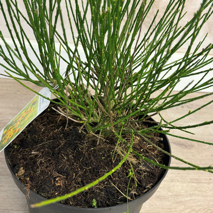 Cytisus (Scoparius Group) 'Jessica' - Brem