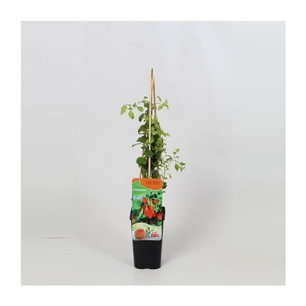 Lycium Barbarum - Boksdoorn