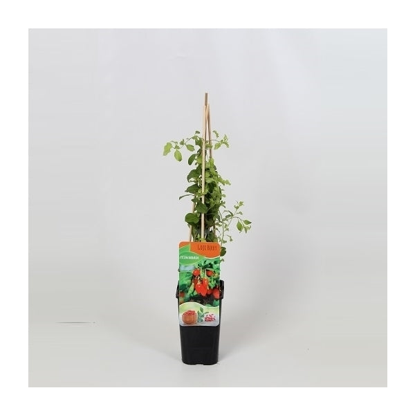 Lycium Barbarum - Boksdoorn
