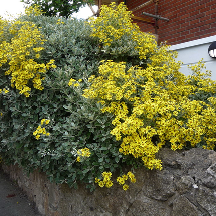 Brachyglottis 'Sunshine' - Kruiskruid