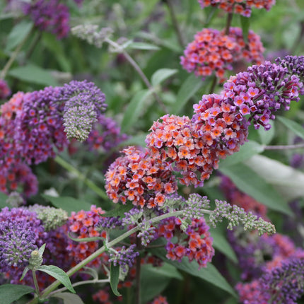 Close-up van het blad van Buddleja weyeriana ‘Flower Power’ met langwerpig, grijsgroen blad en licht behaarde onderzijde.