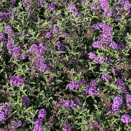 Buddleja davidii ‘Border Beauty’ in bloei met lange, helderpaars tot roze bloempluimen boven grijsgroen blad.