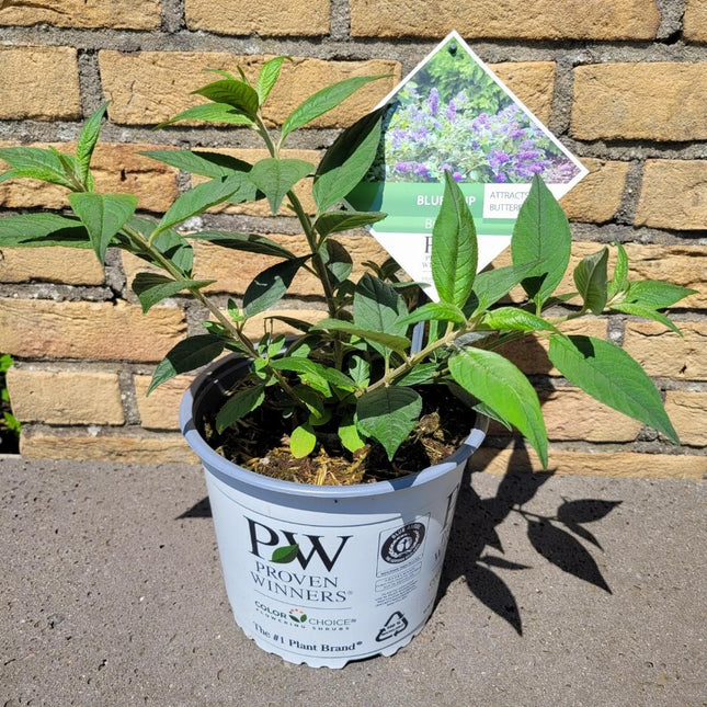 Buddleja 'Blue Chip' - Dwergvlinderstruik