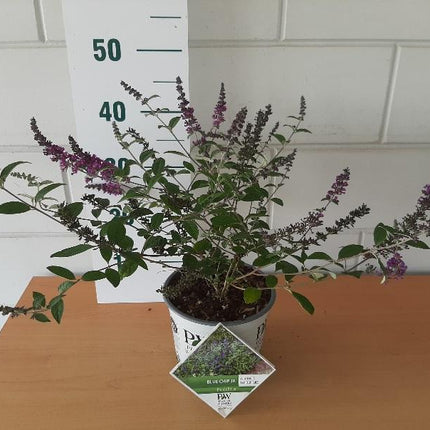 Buddleja 'Blue Chip jr.' - Compace dwerg vlinderstruik
