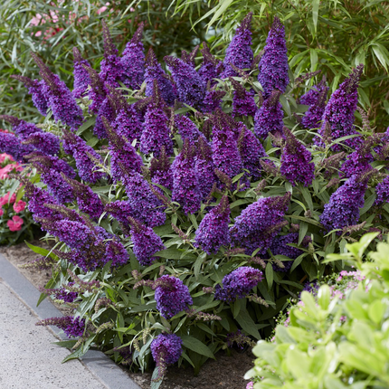 Buddleja Butterfly Candy 'Little Purple' - Paarse Dwergvlinder